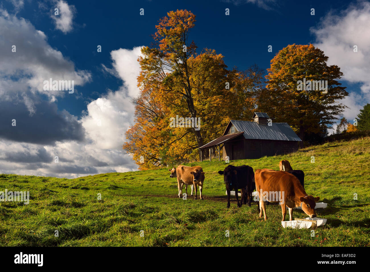 Jersey dairy cows in a pasture in early morning sun with Fall colors Peacham Vermont USA Stock Photo