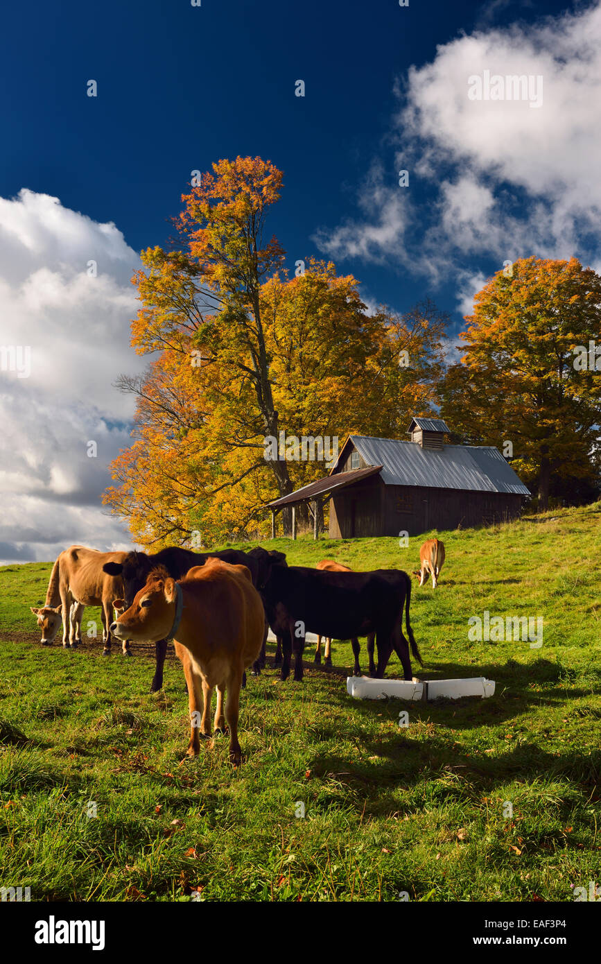 Jersey cows feeding in a pasture in early morning with Fall colors Peacham Vermont USA Stock Photo