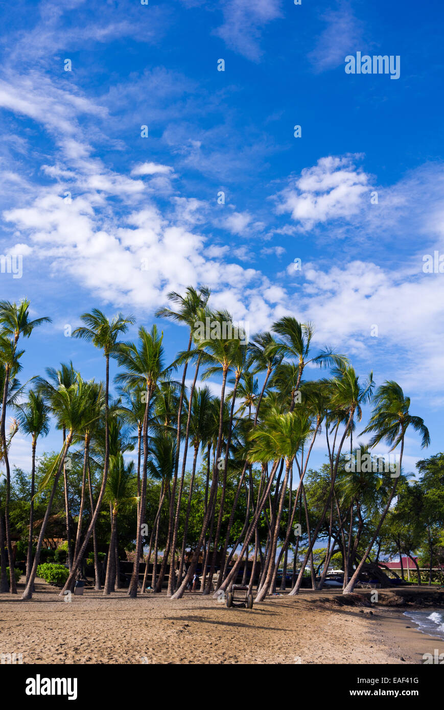 Palm trees and blue sky at A beach in Hawaii USA Stock Photo - Alamy