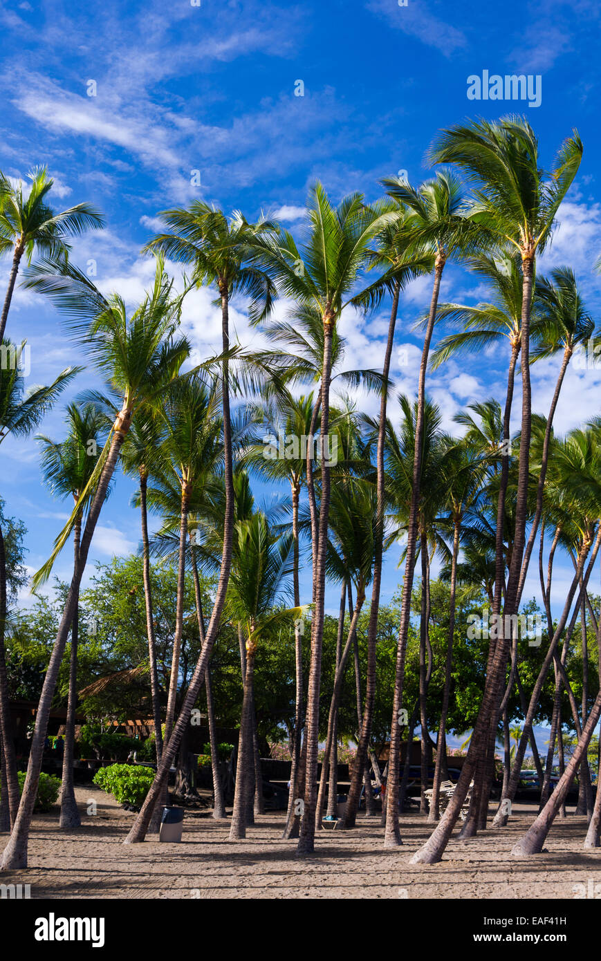 Palm trees and blue sky at A beach in Hawaii USA Stock Photo - Alamy