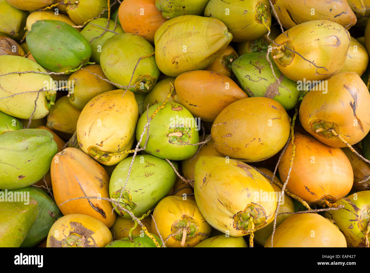 Hawaii coconuts hires stock photography and images Alamy