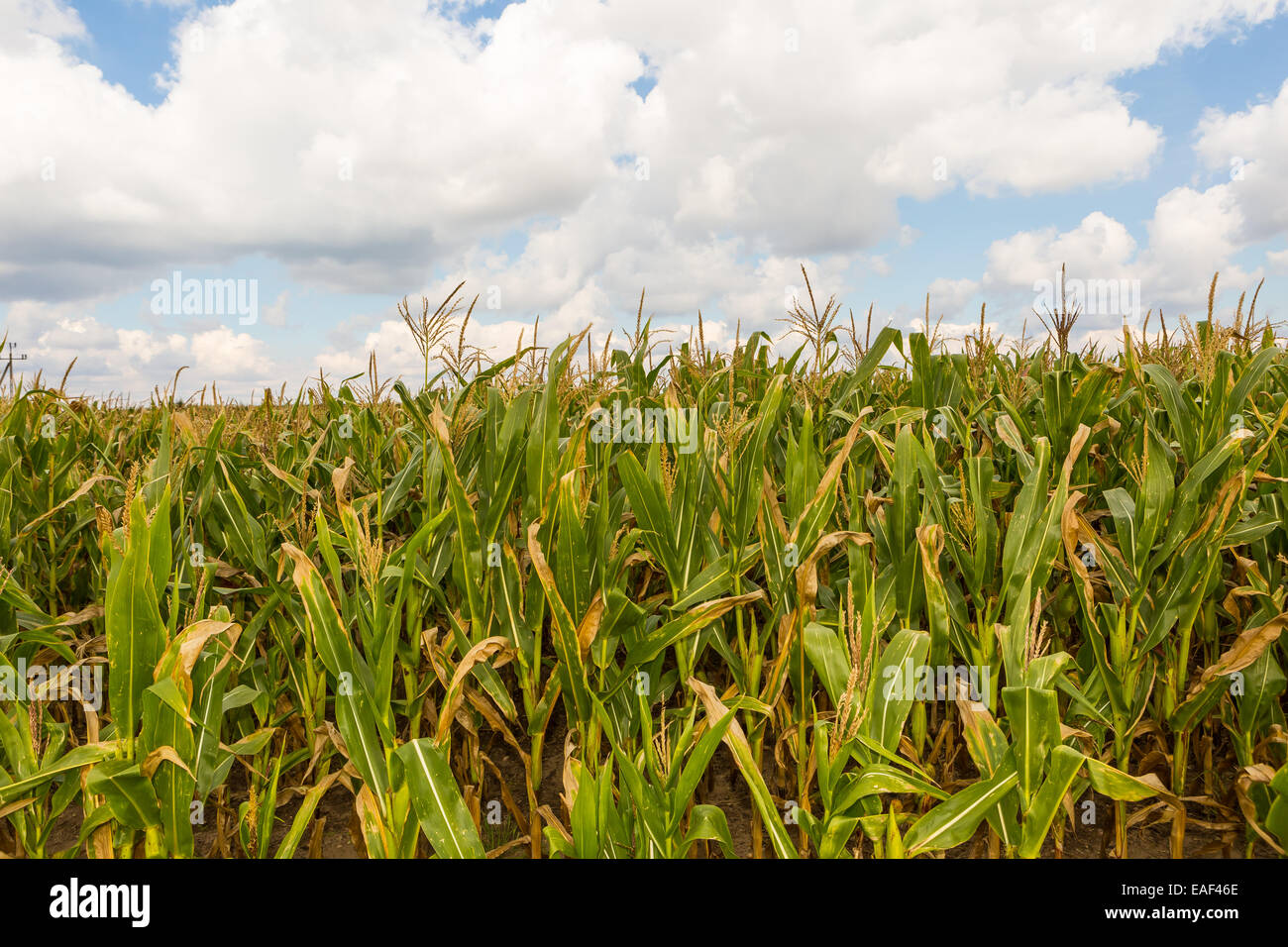 Corn field under cloudy sky. Photo taken in poland Stock Photo - Alamy