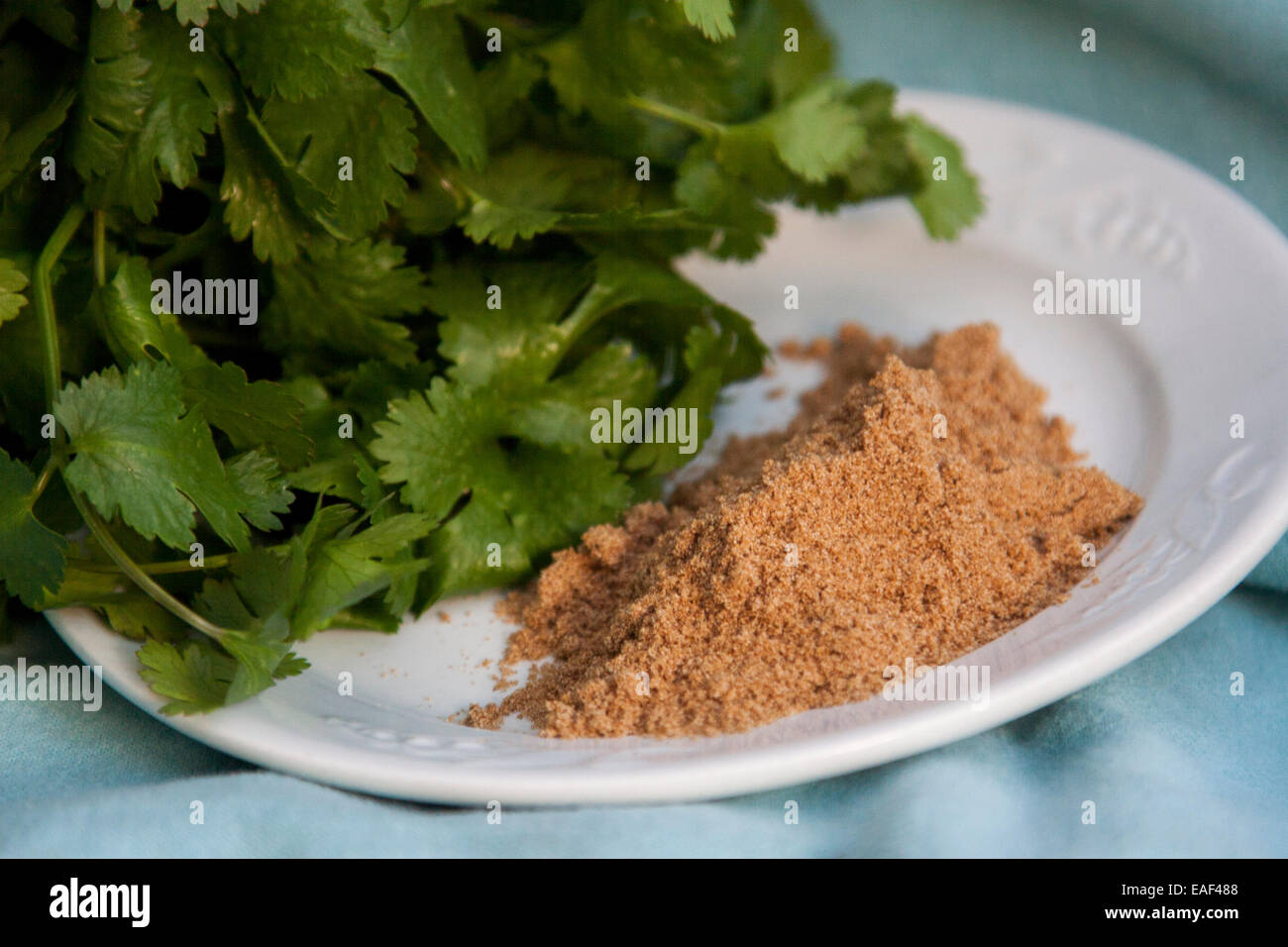 Green leaf cilantro and coriander Stock Photo Alamy