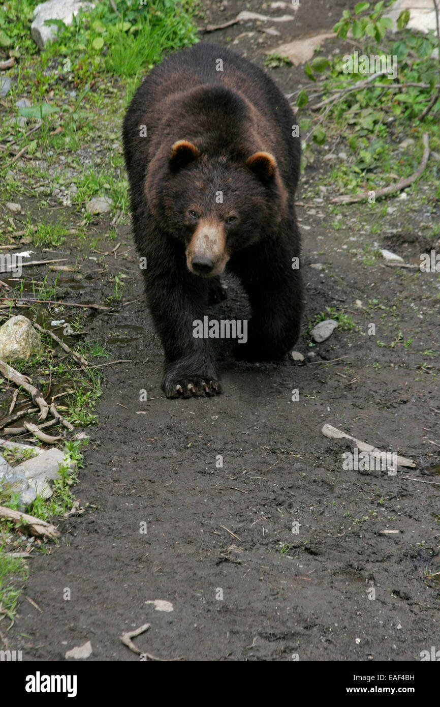 Black bear walking toward camera - Stock Image