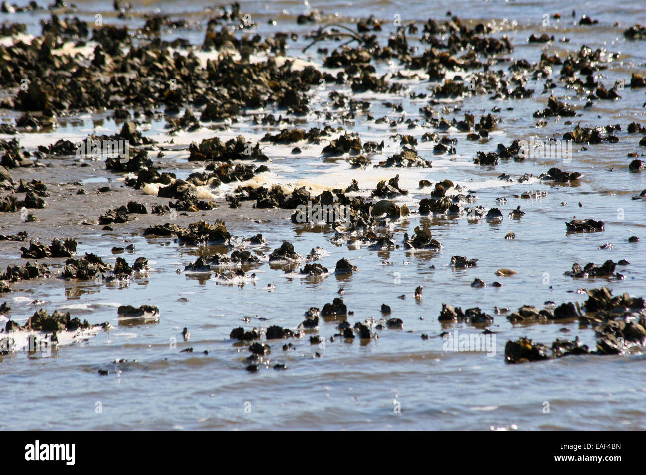 Oyster bed florida hires stock photography and images Alamy