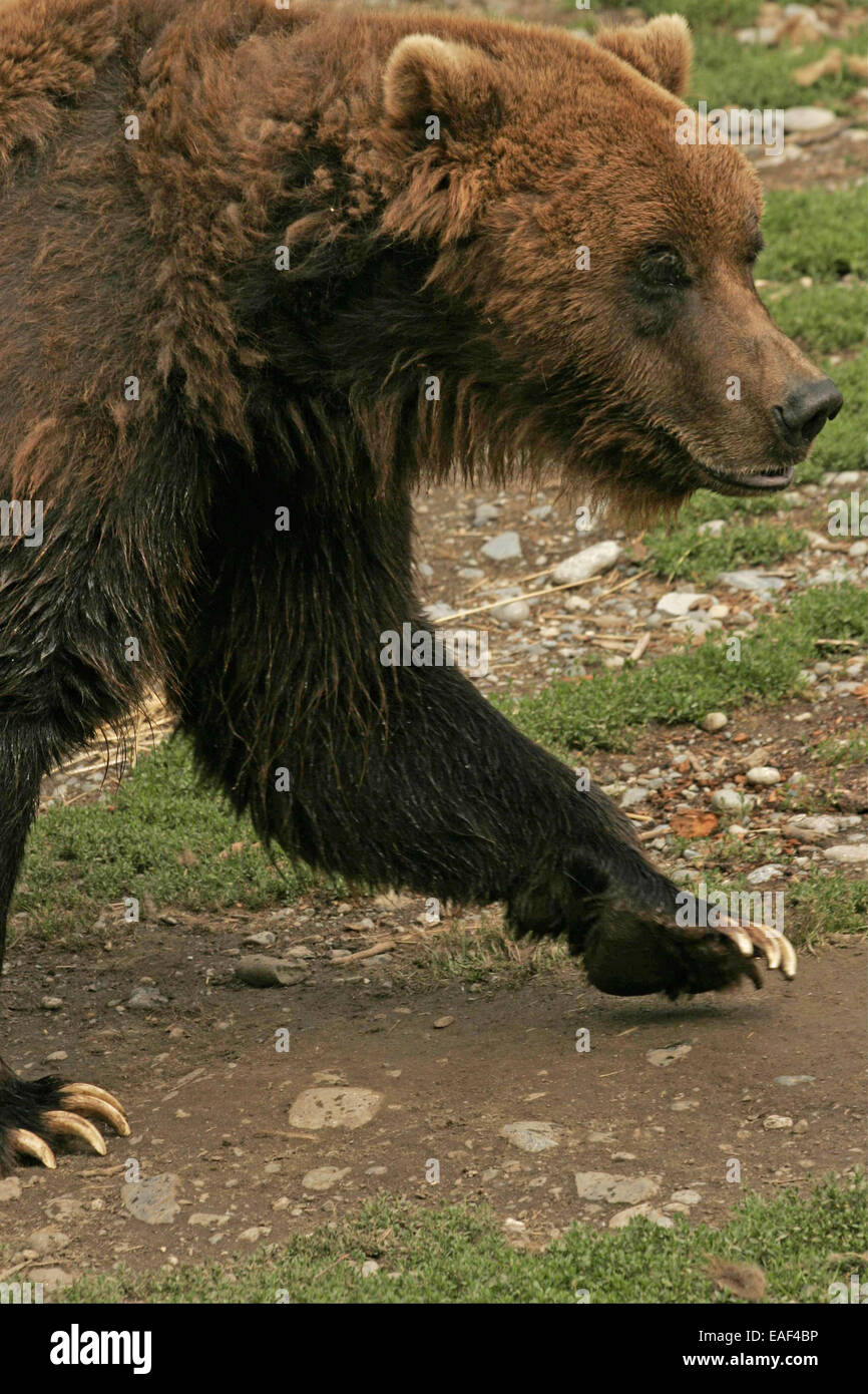 Grizzly bear walking - Stock Image