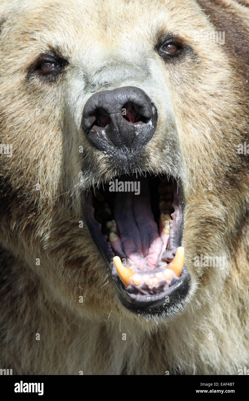 Grizzly bear roar Stock Photo