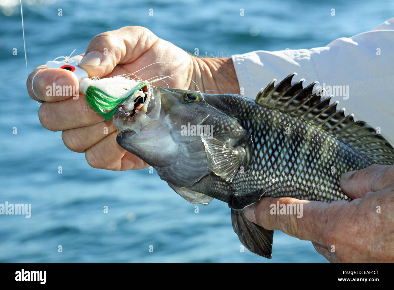 Black sea bass Stock Photo