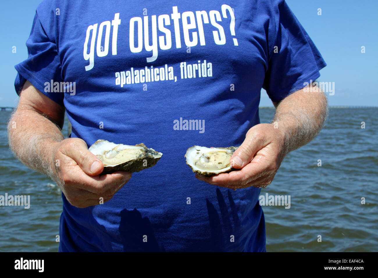 Oysters in bed Stock Photo