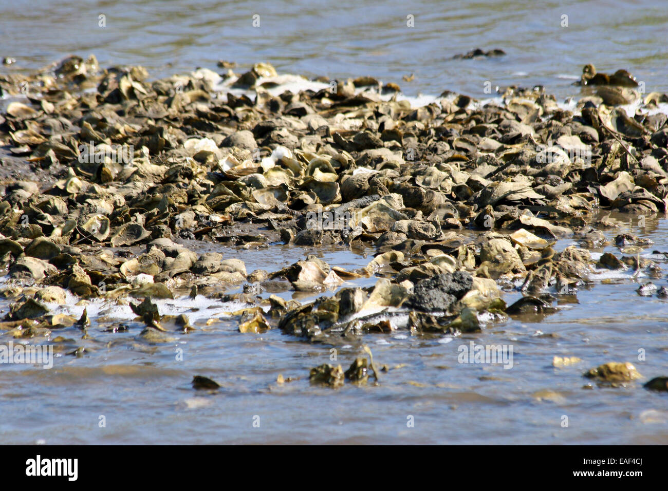 Oysters in bed Stock Photo