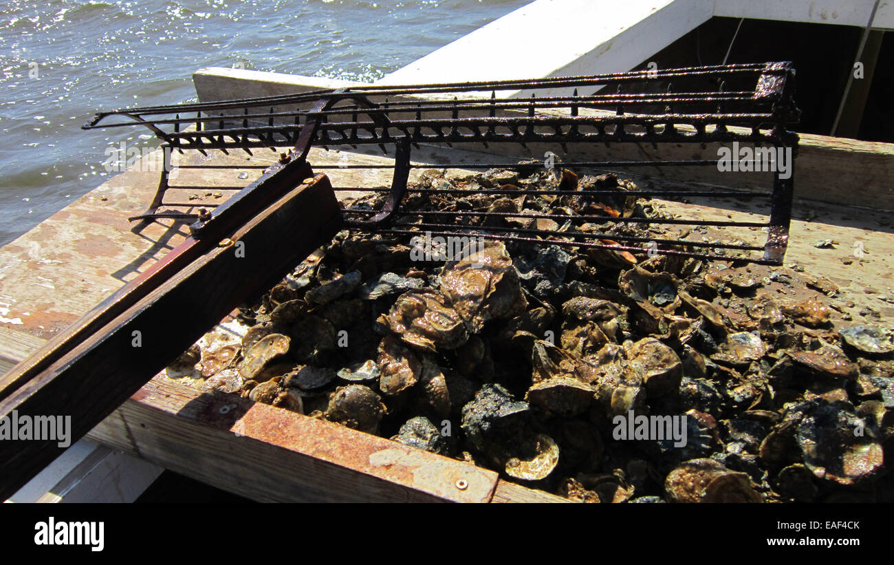 Oyster bed hires stock photography and images Alamy