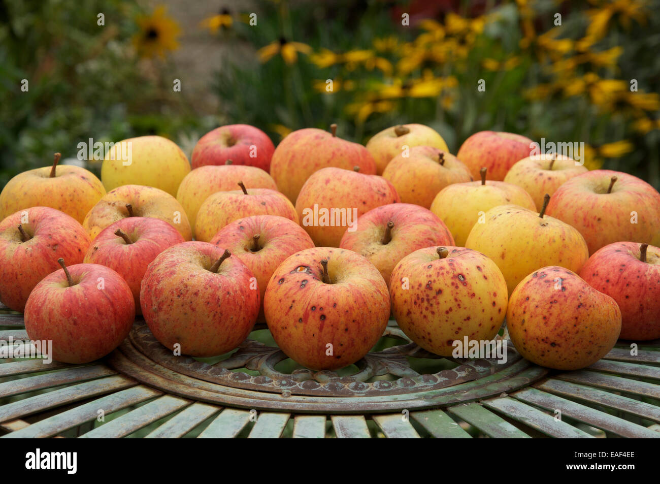Natural, organic, tasty. Ripe eating apples, the sweet delicious fruit of the Apple tree “Malus domestica”, laid out on a metal garden table. England. Stock Photo