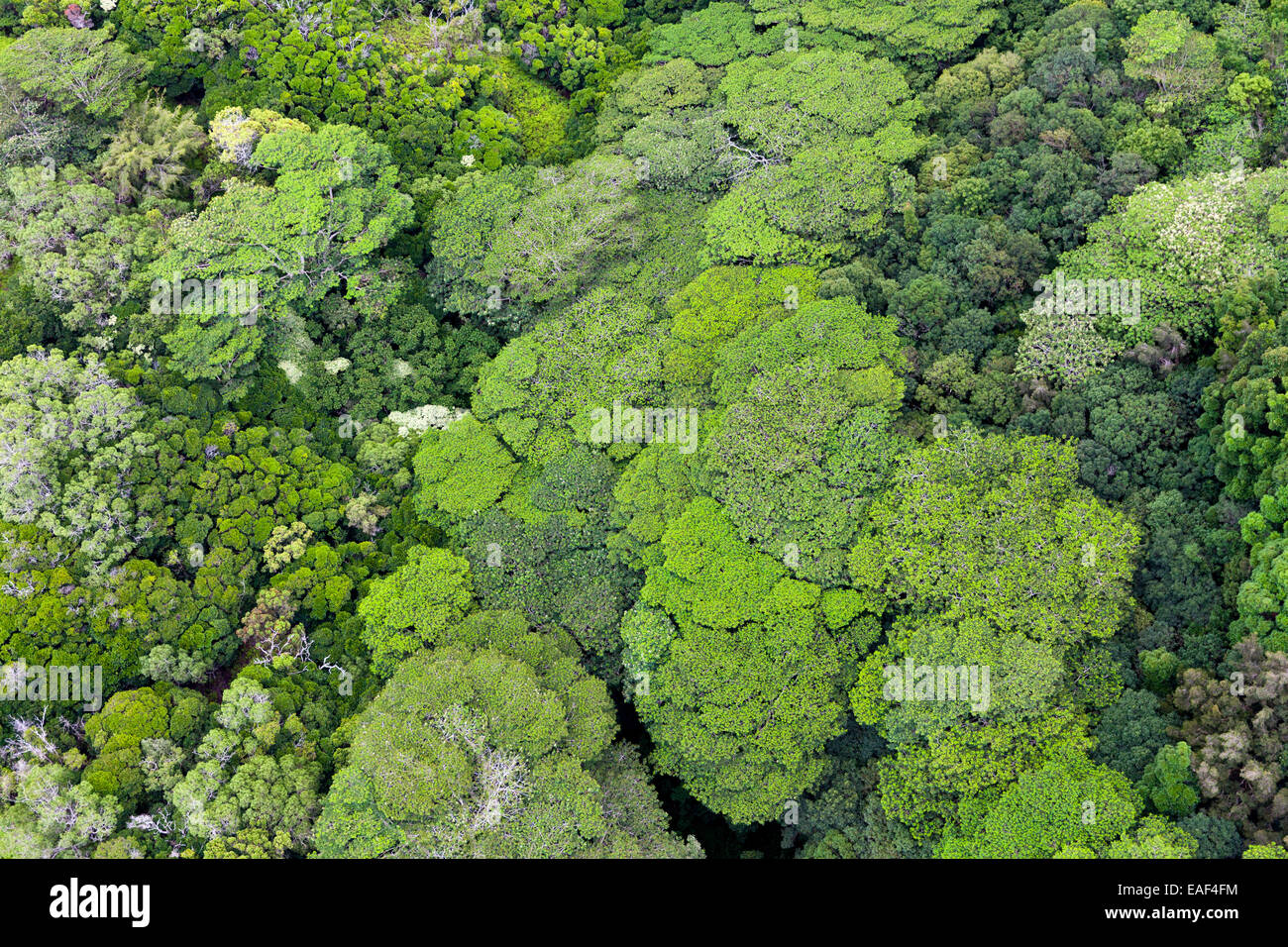 Forest canopy from above on Kauai Hawaii USA Stock Photo Alamy