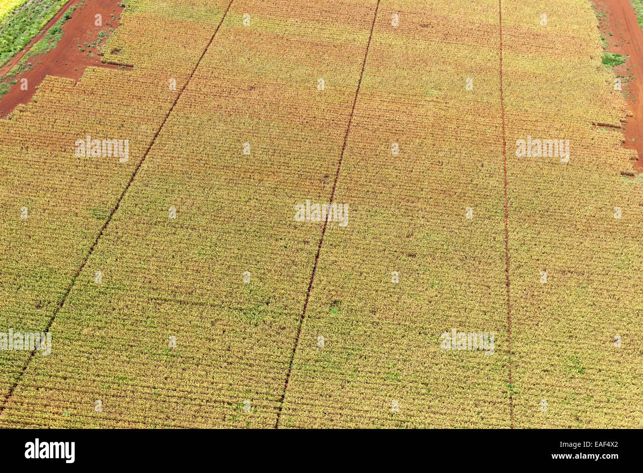Aerial image of macadamia nut farm Kauai Hawaii USA Stock Photo Alamy
