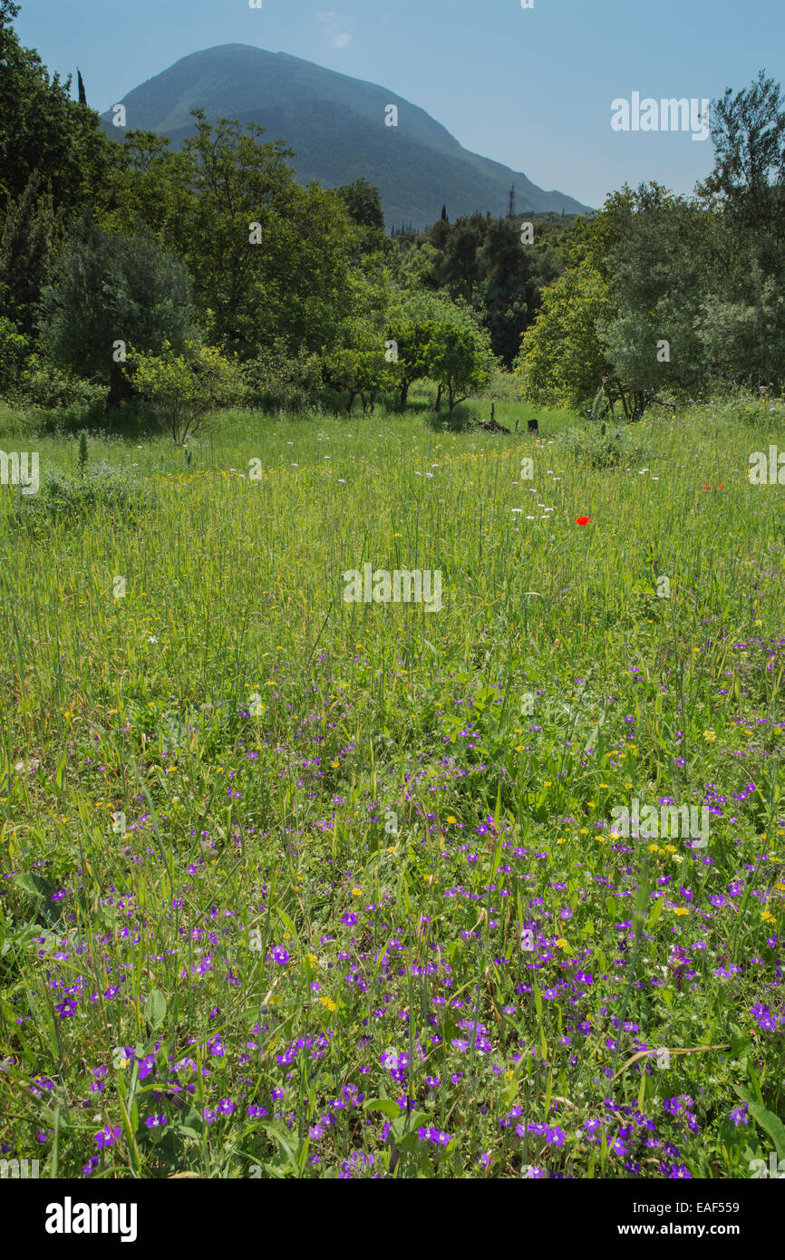 A wildflower meadow near Limni Avithos, Agios Nikolaos, Kefalonia. Moni Iperagias Theotokou Atrou can be seen in the background. Stock Photo