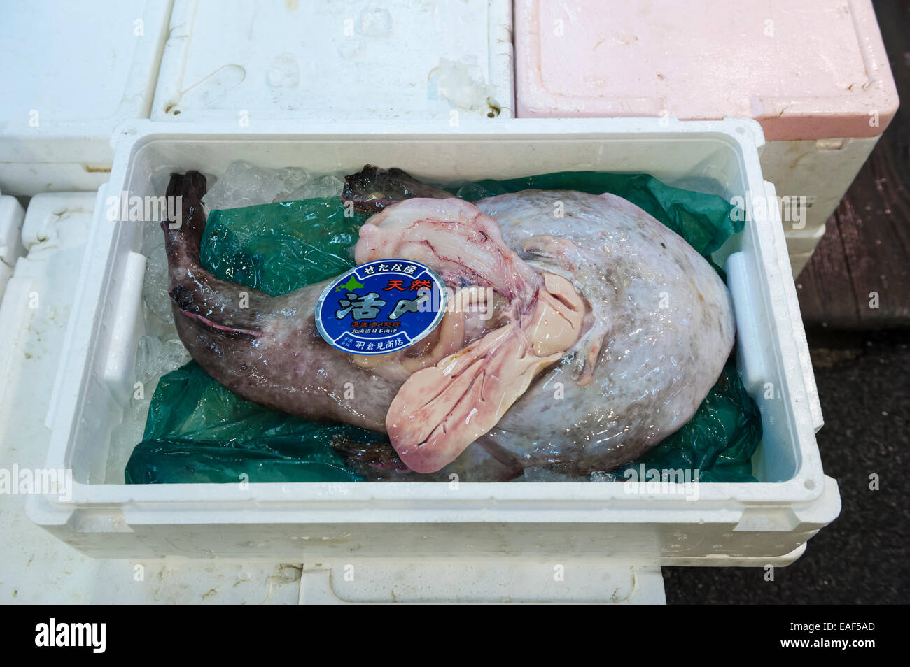 Angler fish (monkfish), Lophius sp., Tsukiji Fish Market, Tokyo, Japan Stock Photo