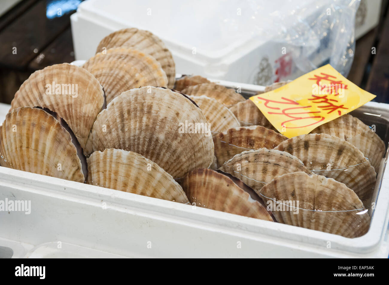 Japanese scallop, Hotate, Patinopecten yessoensis, Tsukiji Fish Market