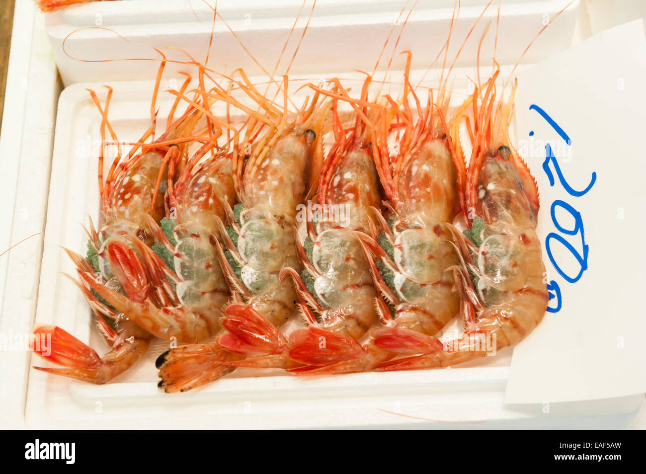 Kuruma shrimps hires stock photography and images Alamy
