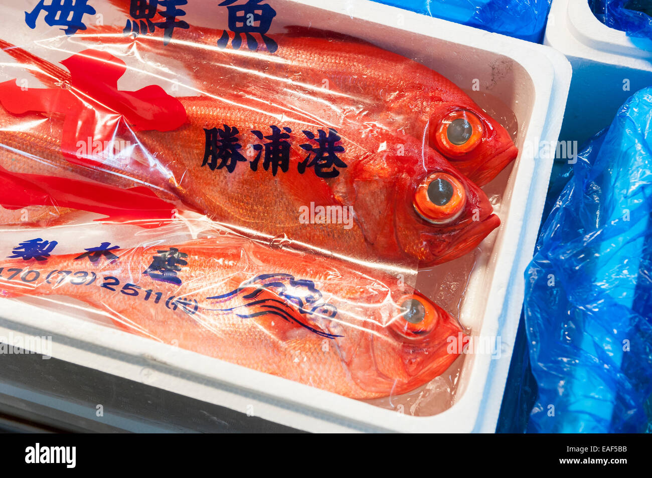 Golden eye snapper/red snapper/Kinmedai on ice, Beryx splendens, Tsukiji Fish Market, Tokyo, Japan Stock Photo