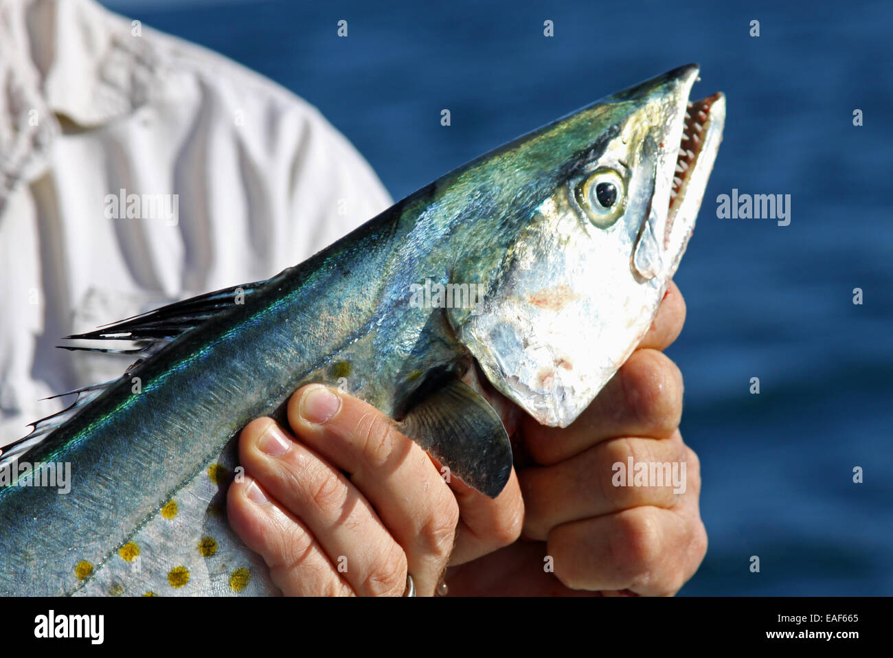 Carrabelle Spanish mackeral Stock Photo Alamy