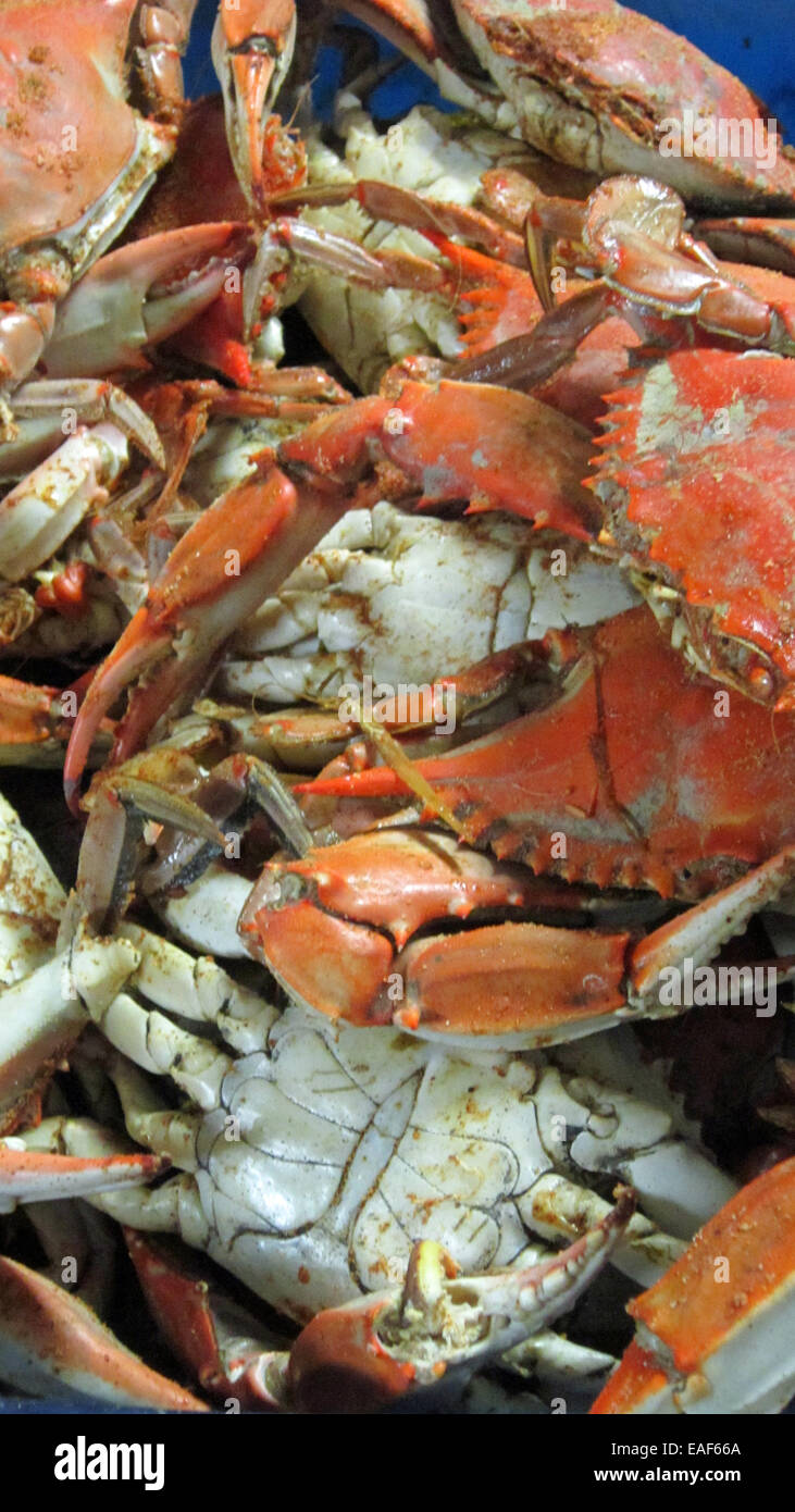 Blue Crabs boiled Stock Photo