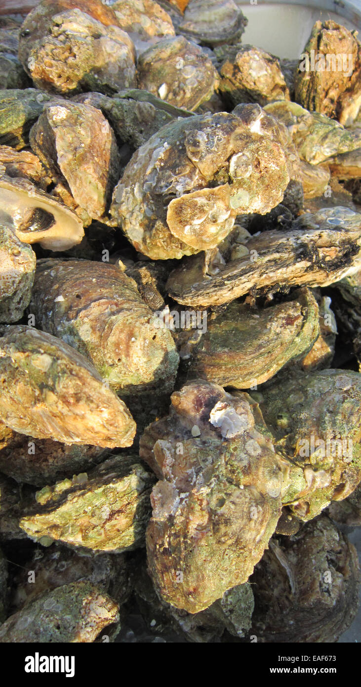 Oyster bed hires stock photography and images Alamy