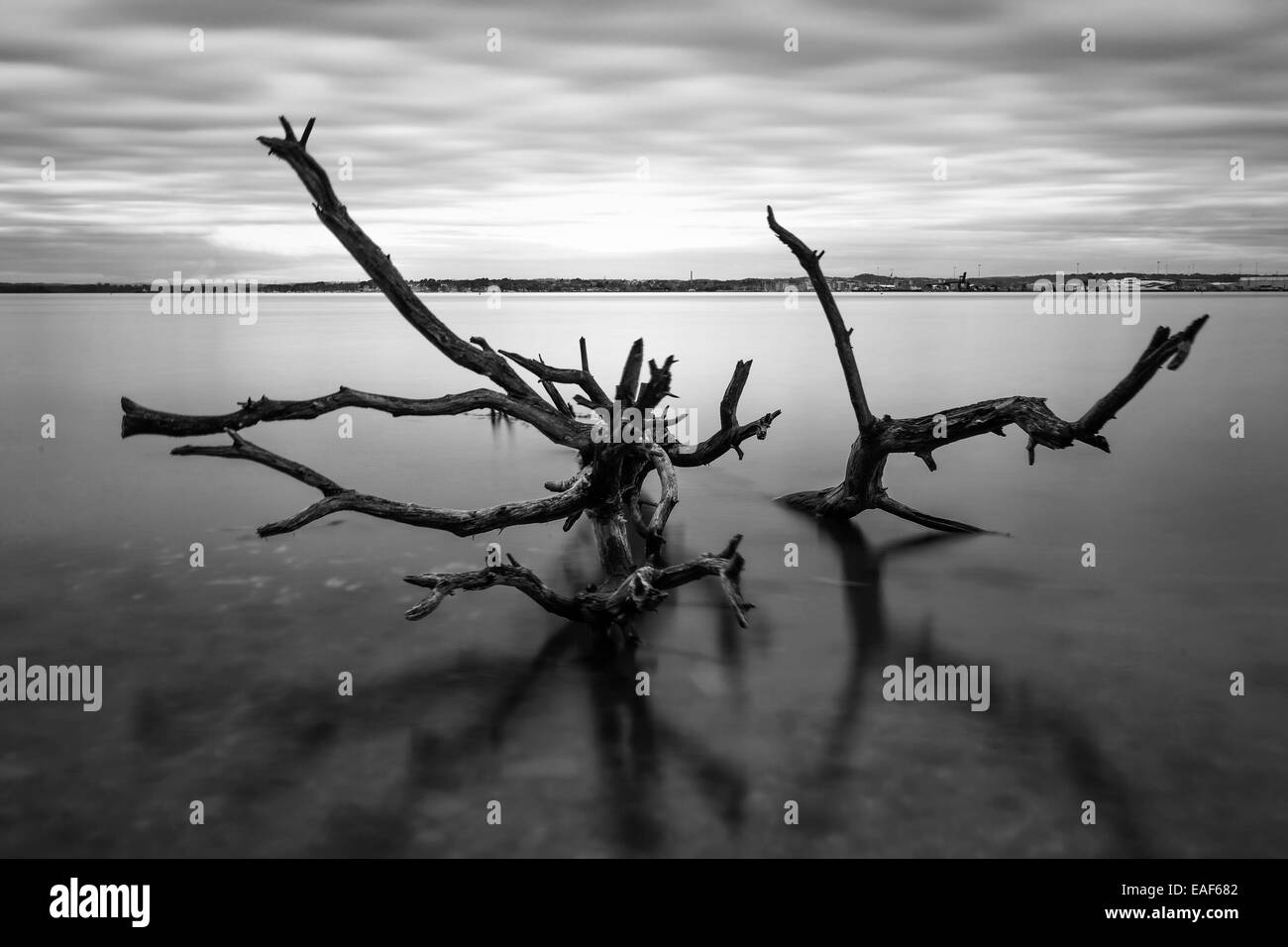Very old beech tree Black and White Stock Photos & Images - Alamy