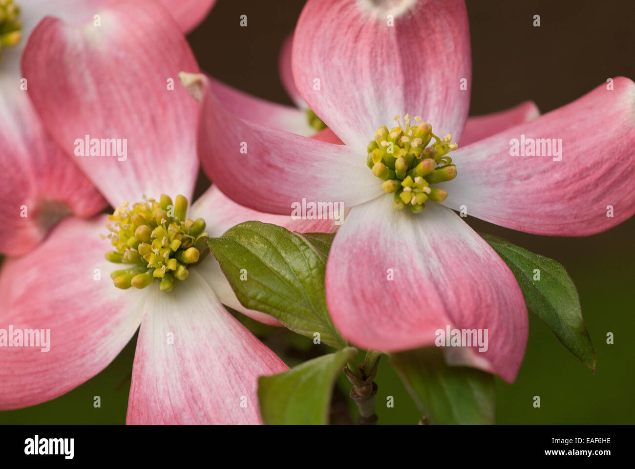Pink dogwood in bloom Stock Photo Alamy
