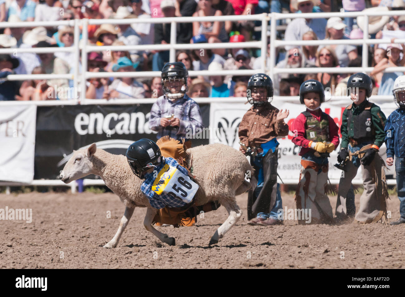 Mutton busting event, children riding sheep, Strathmore Heritage Days, rodeo, Strathmore, Alberta, Canada Stock Photo