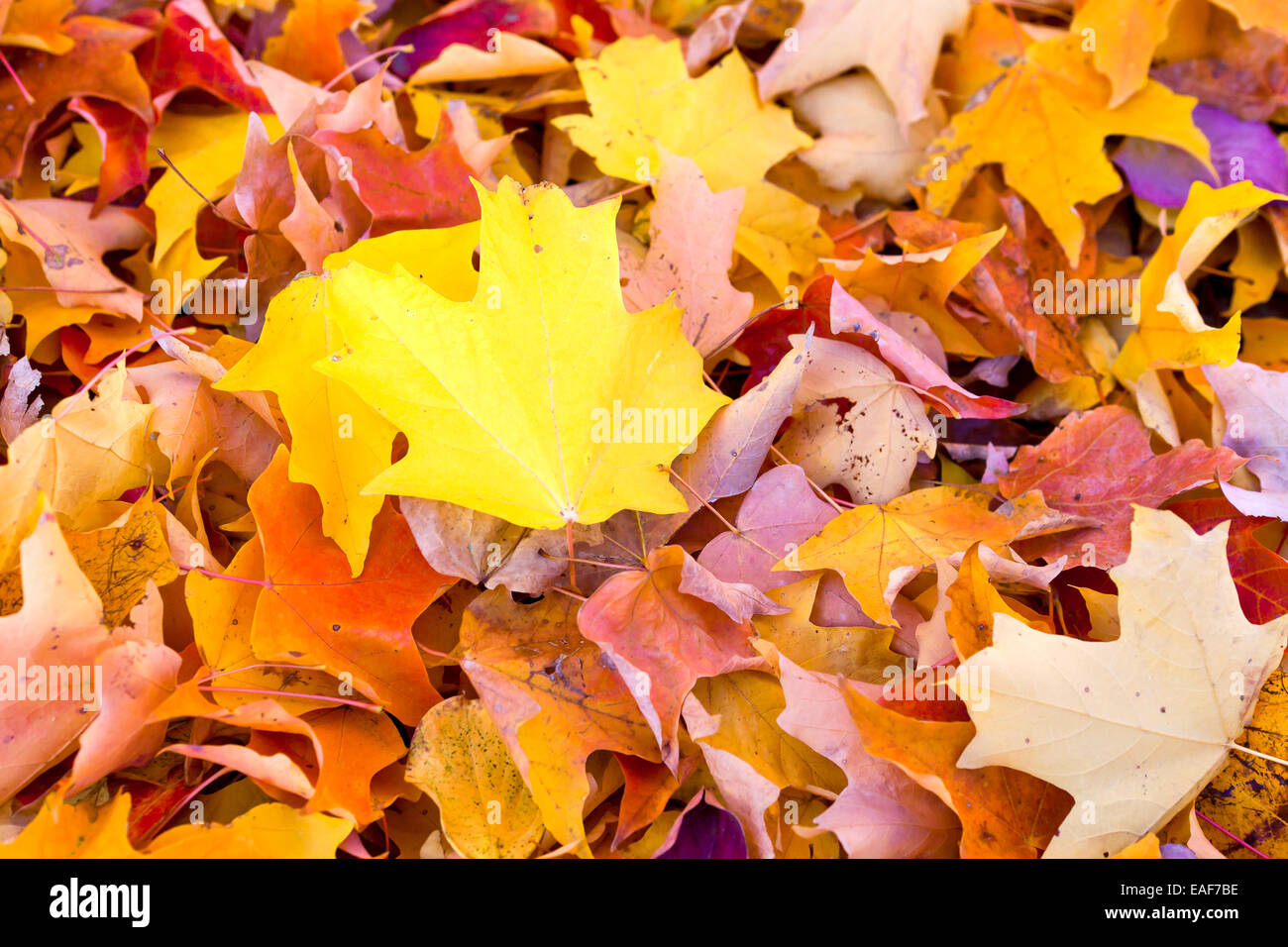 Autumn leaves - USA Stock Photo