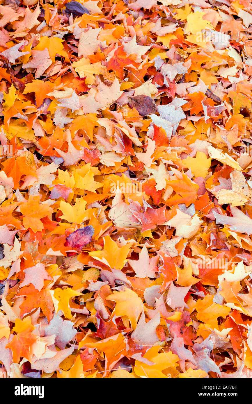 Autumn leaves - USA Stock Photo