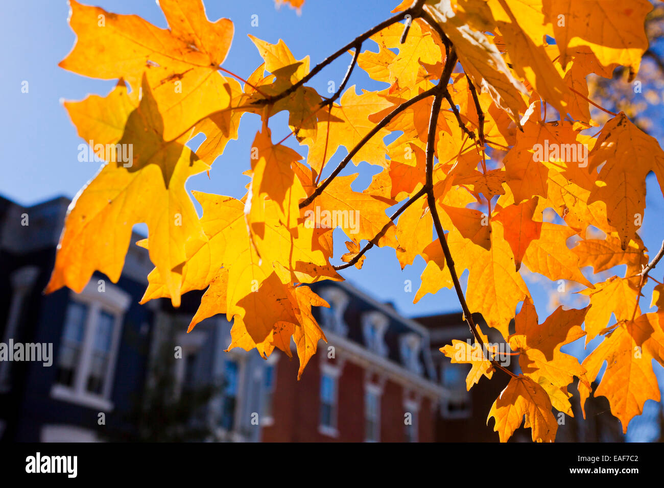 Fall foliage against townhouses - USA Stock Photo