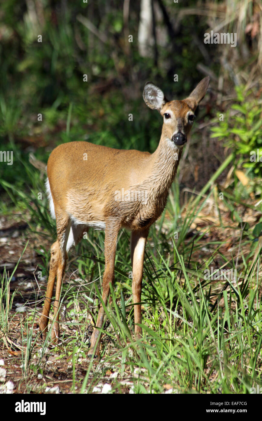 Female deer in Everglades Florida - Stock Image