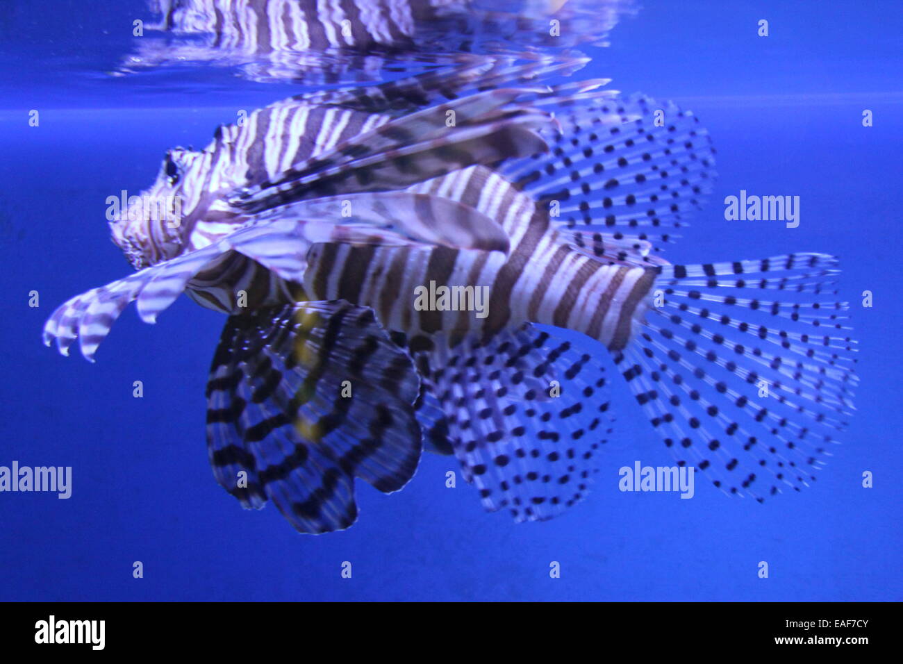 Lionfish in blue water - Stock Image