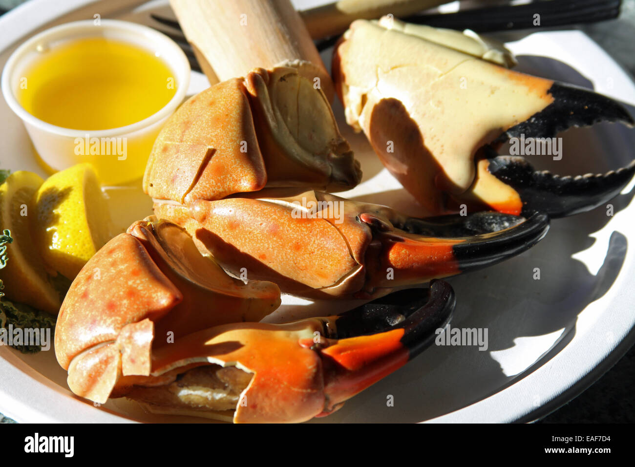 Stone crab claws Stock Photo