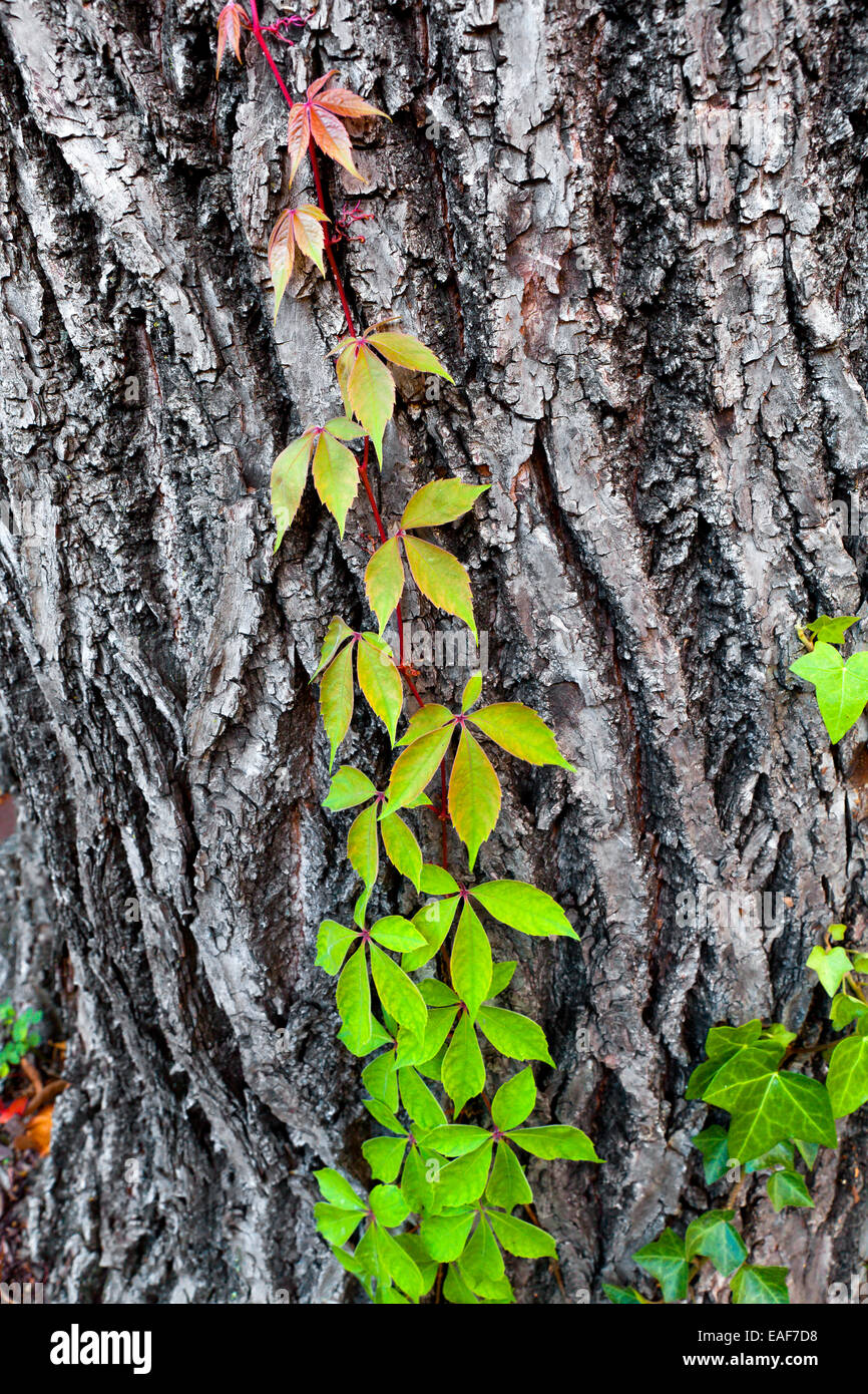 Virginia Creeper vine (Parthenocissus quinquefolia) climbing oak tree trunk - Virginia USA Stock Photo