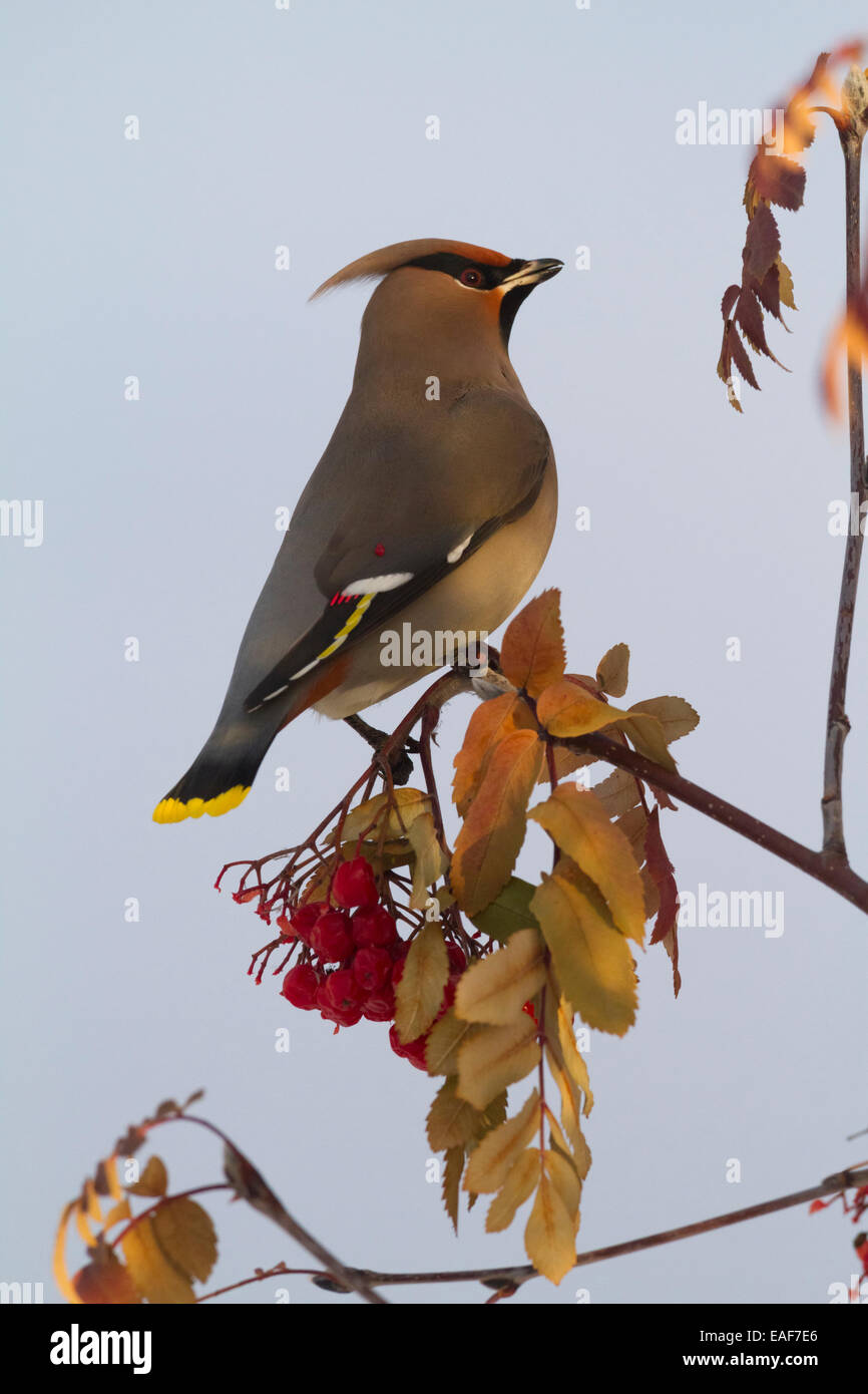 Bohemian Waxwing perches to eat in colorful Mountain Ash berries in winter in the Anchorage, Alaska area of Southcentral Alaska. Stock Photo