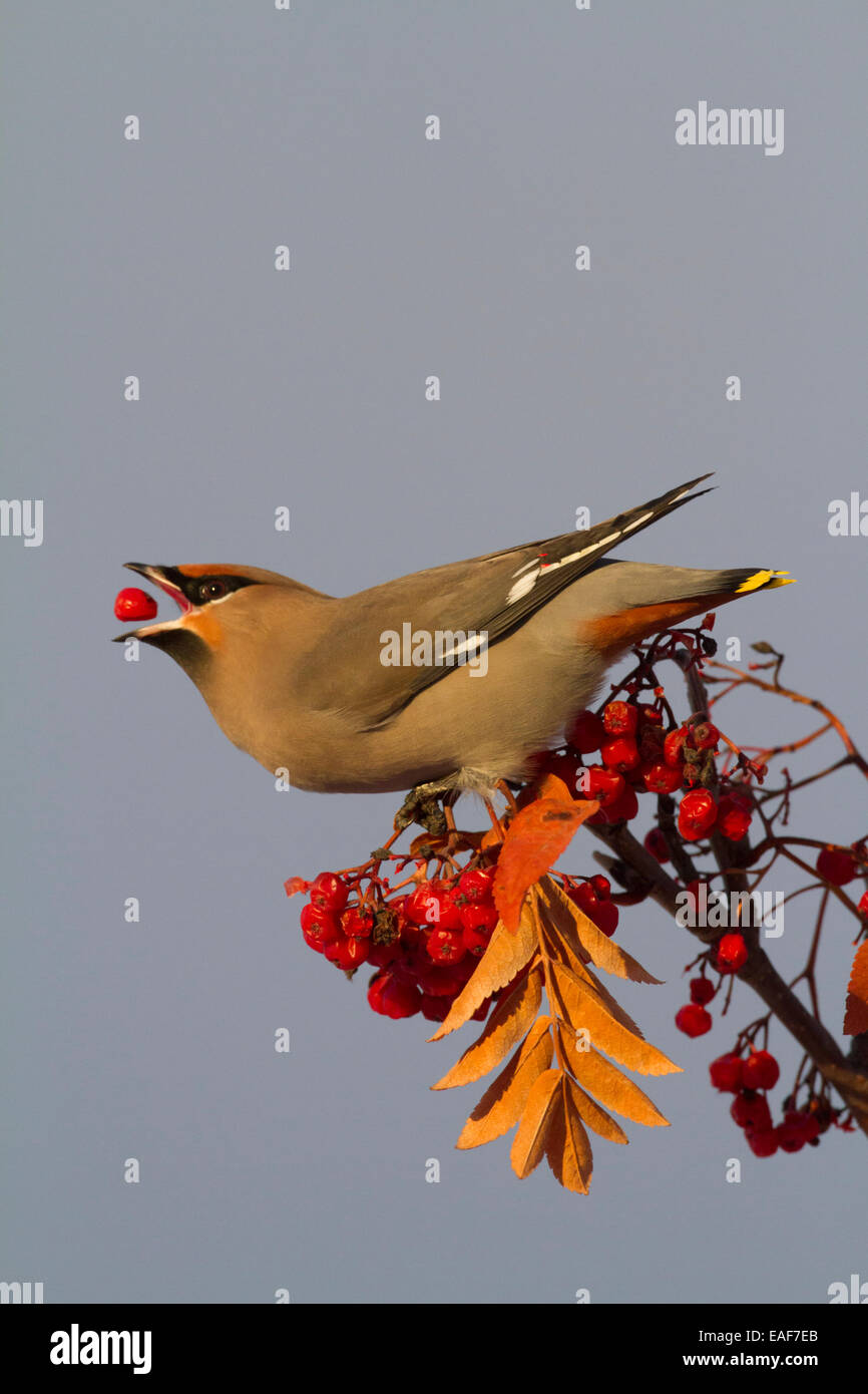 Bohemian Waxwing perches to eat in colorful Mountain Ash berries in winter in the Anchorage, Alaska area of Southcentral Alaska. Stock Photo