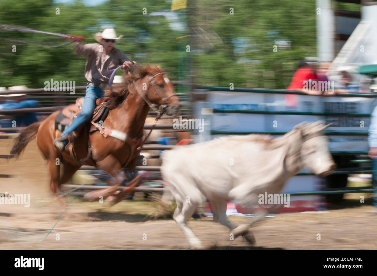 Steer roping, motion blur, Dog Pound rodeo, Dog Pound, Alberta, Canada ...