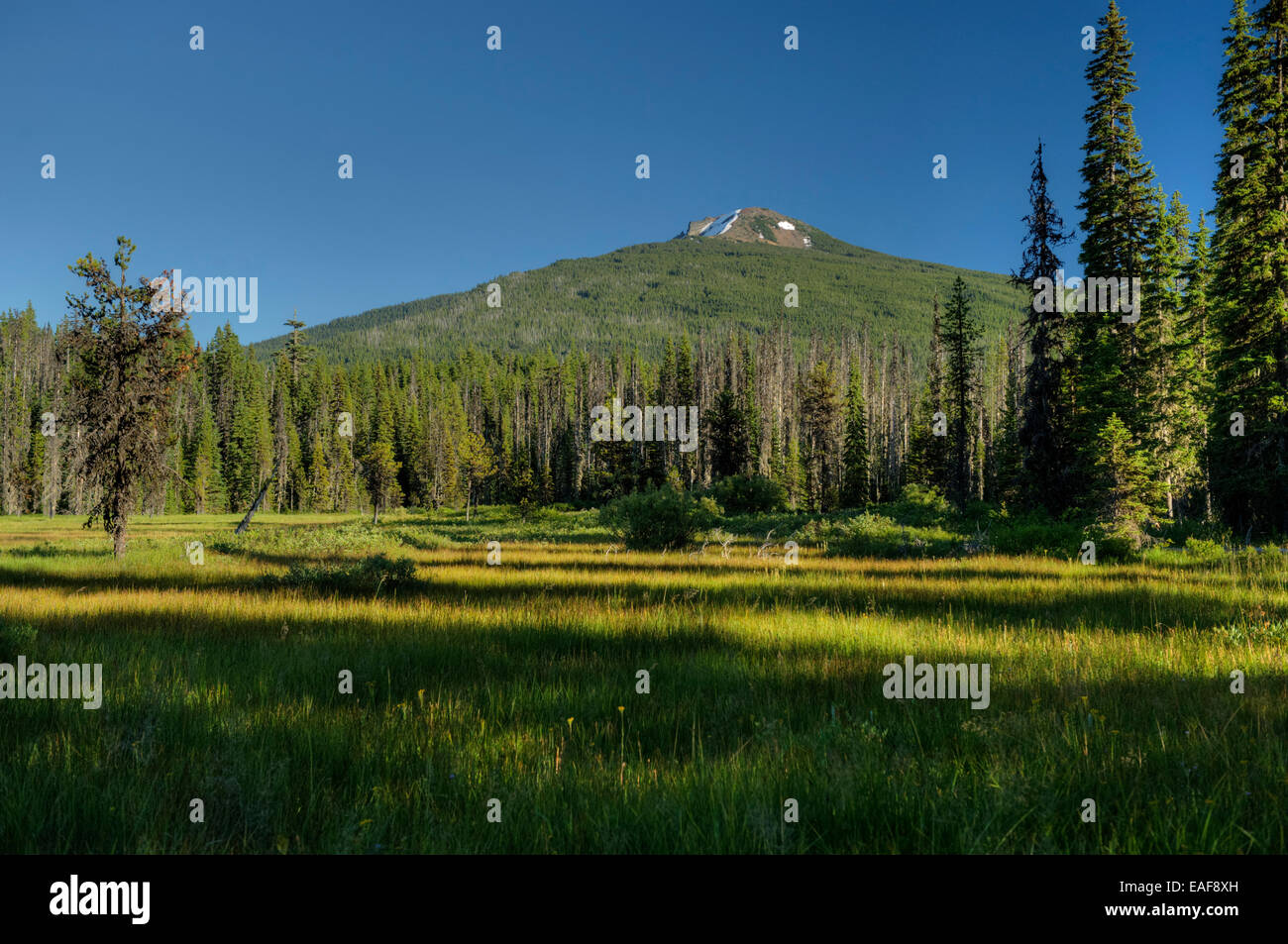 Olallie Butte, in the Warm Springs Indian Reservation, as seen from Olallie Meadow, in the Mt. Hood National Forest, Oregon Stock Photo