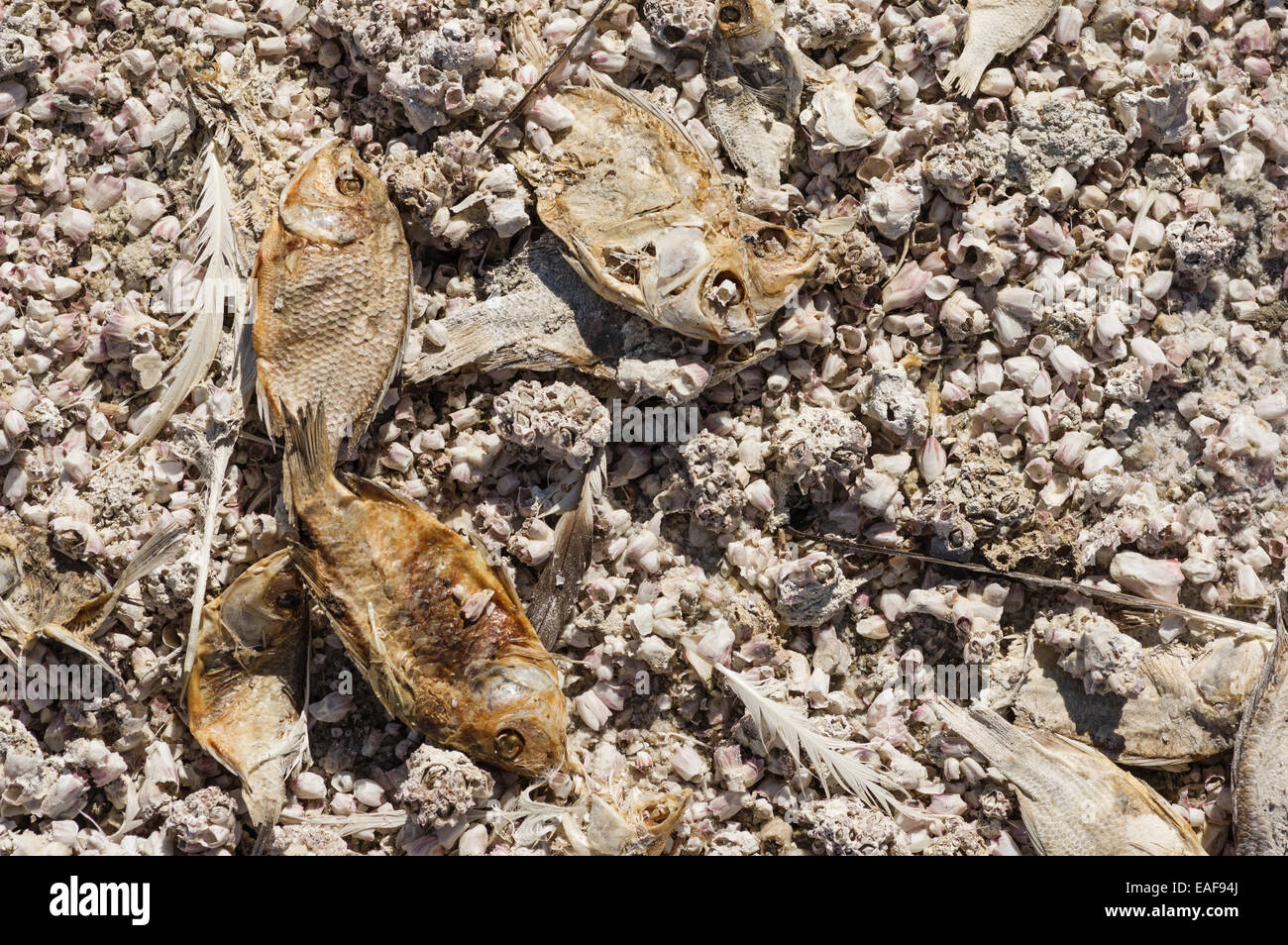 dead dried fish and barnacles along the Salton Sea shore Stock Photo