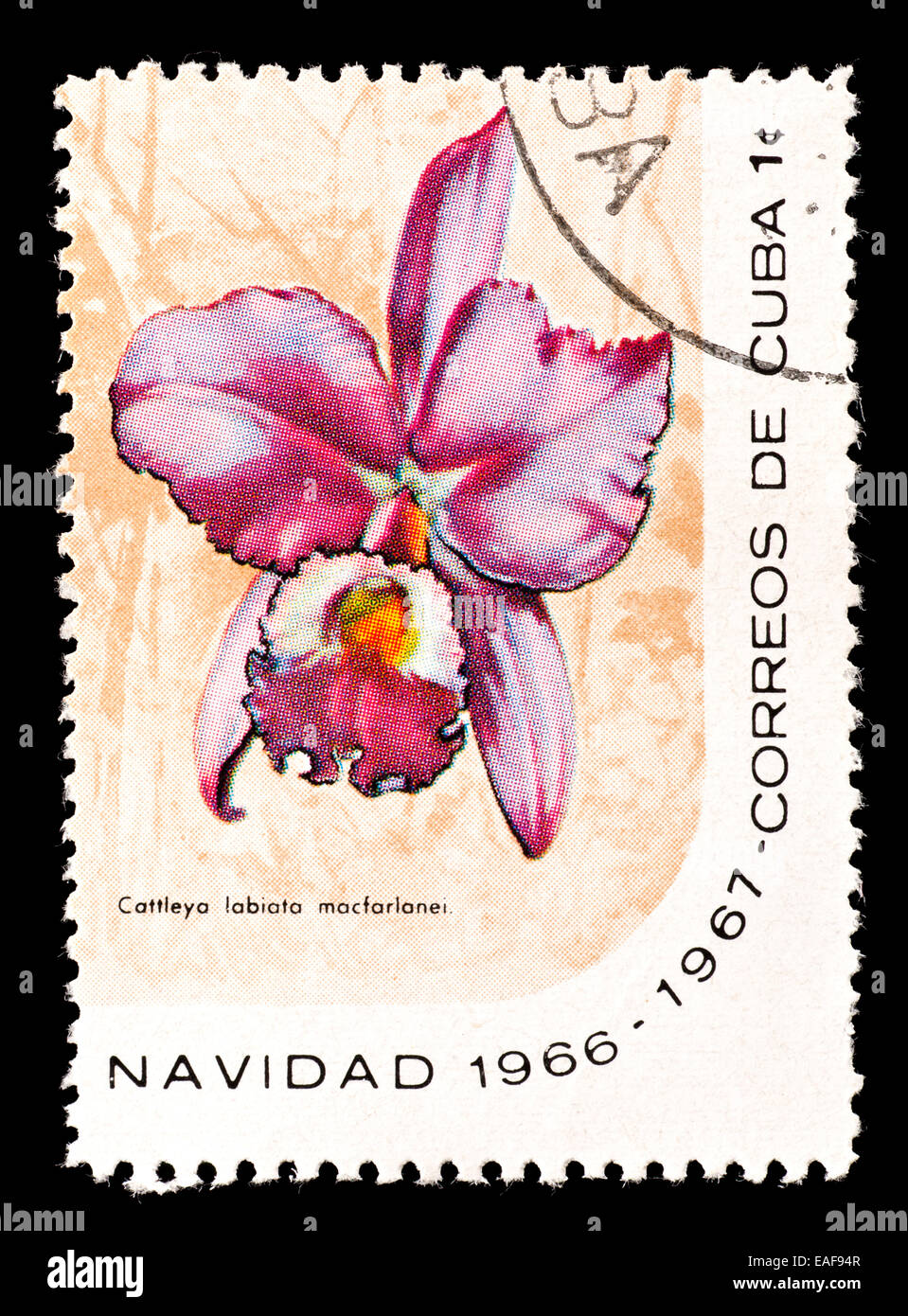 Postage stamp from Cuba depicting a Crimson Cattleya or Ruby-lipped Cattleya orchid (Cattleya labaiata) Stock Photo