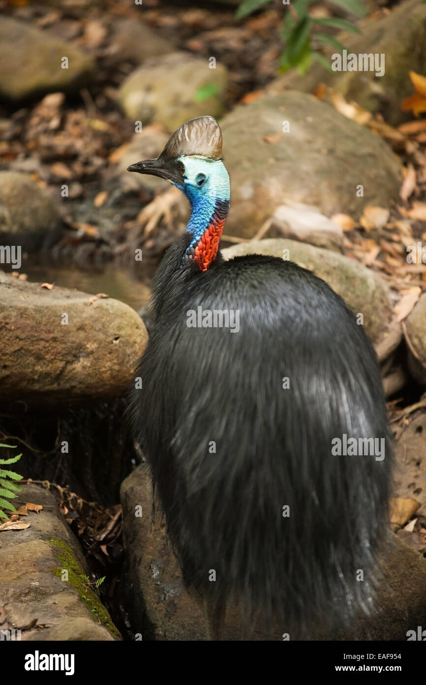 Cassowary bird hi-res stock photography and images - Alamy