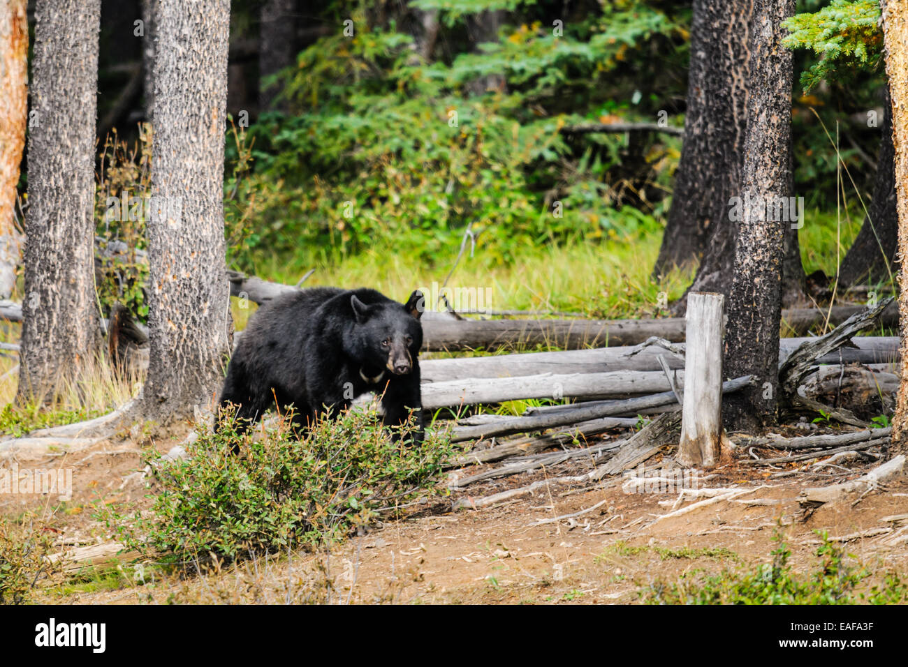 American Black Bear in a mountain meadow, Banff National Park Alberta Canada Stock Photo