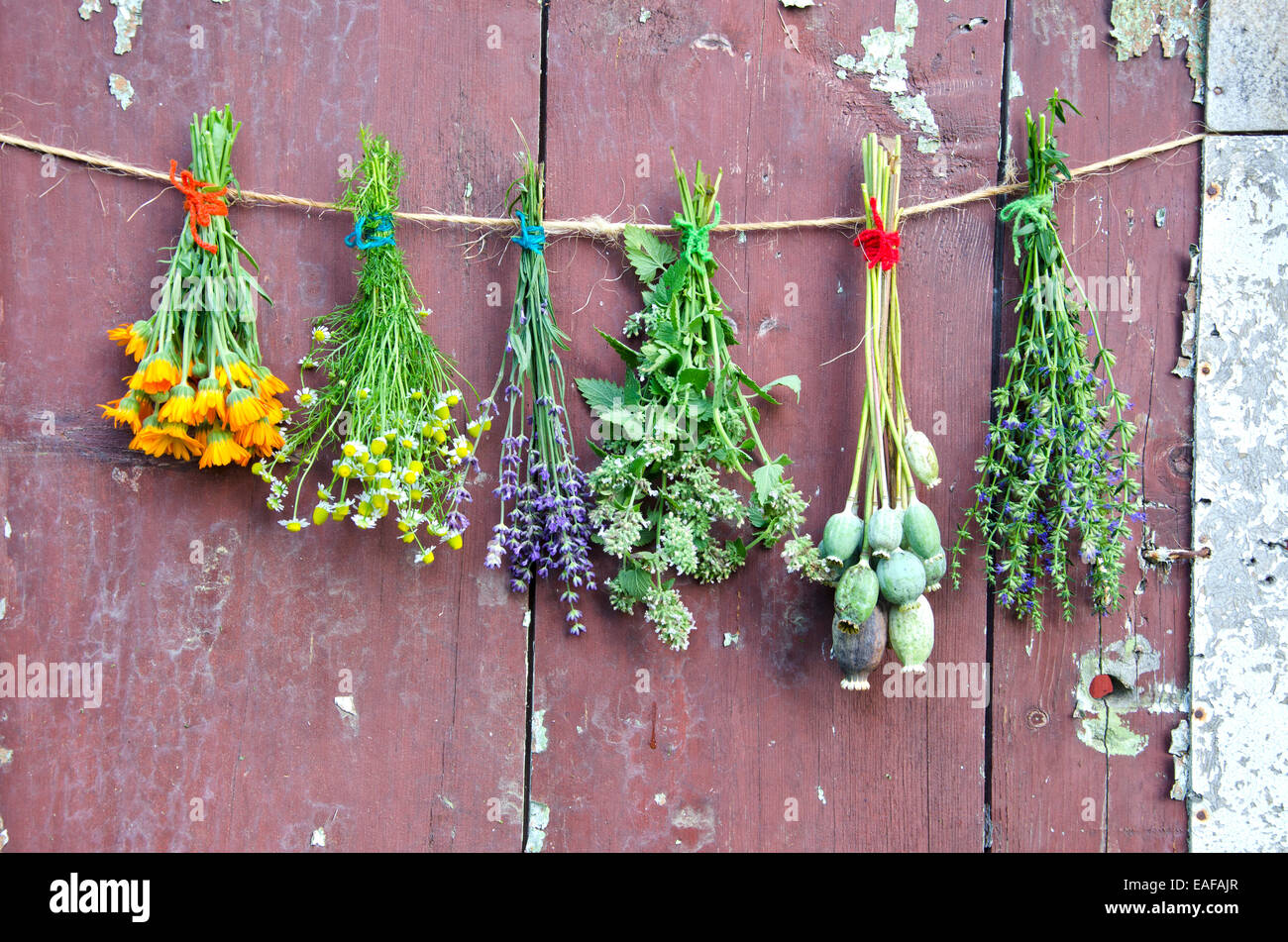 various flowers and medical herb bunch on wooden old grunge farm barn wall Stock Photo