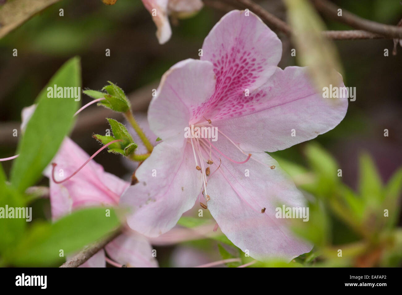 Pink azalea flowers Stock Photo