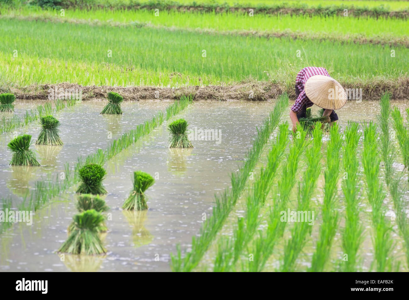 Vietnam Farmer transplant rice seedlings on the plot field Stock Photo ...