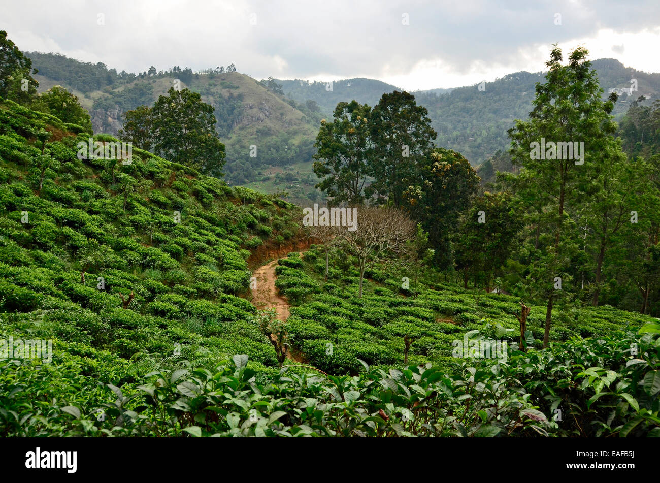 Sri Lanka Tea Plantation on Terraced Hills in the Mountains outside of