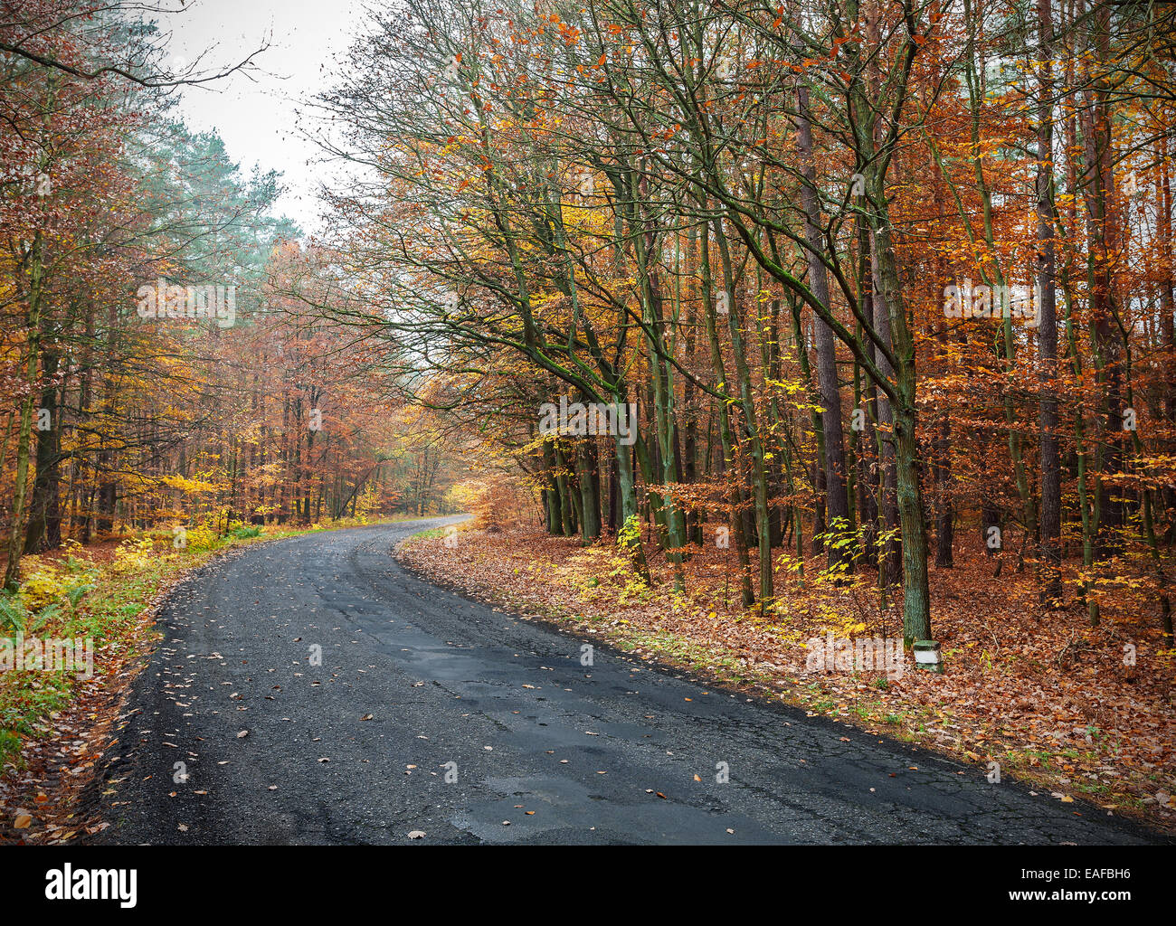 The picture of a road in autumnal forest. Stock Photo