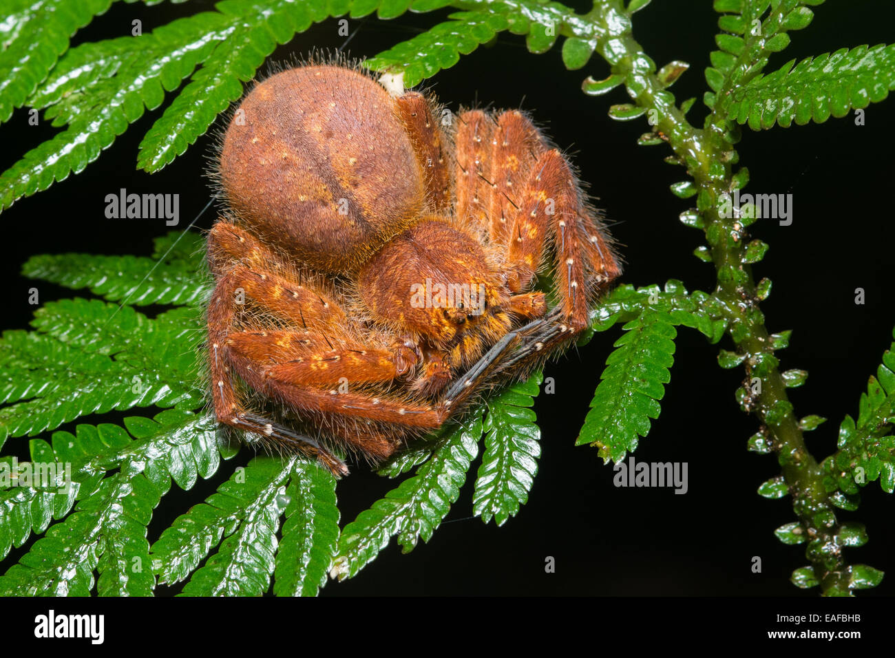 A spider bides its time on a leaf in the jungle in Borneo. Stock Photo